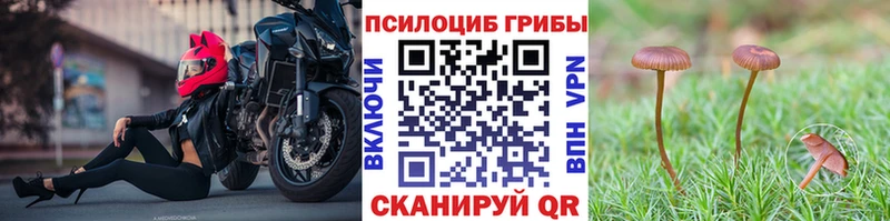 Купить  Камбарка  Псилоцибиновые грибы мицелий 